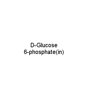 D-Glucose 6-phosphate(in)
